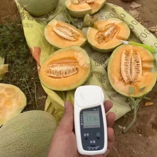 吐鲁番吐鲁番西州蜜25号精品大棚