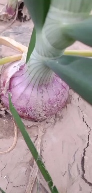 襄汾县紫皮洋葱