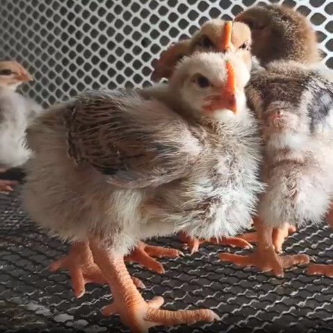 快大型K9肉鸡苗 脱温鸡公苗母苗，大量批发，可零售质量保证！