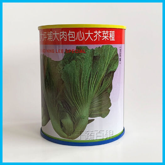 广州蔡兴利特选大坪埔大肉包心大芥菜种子种籽蔬菜种孑包心芥种子31
