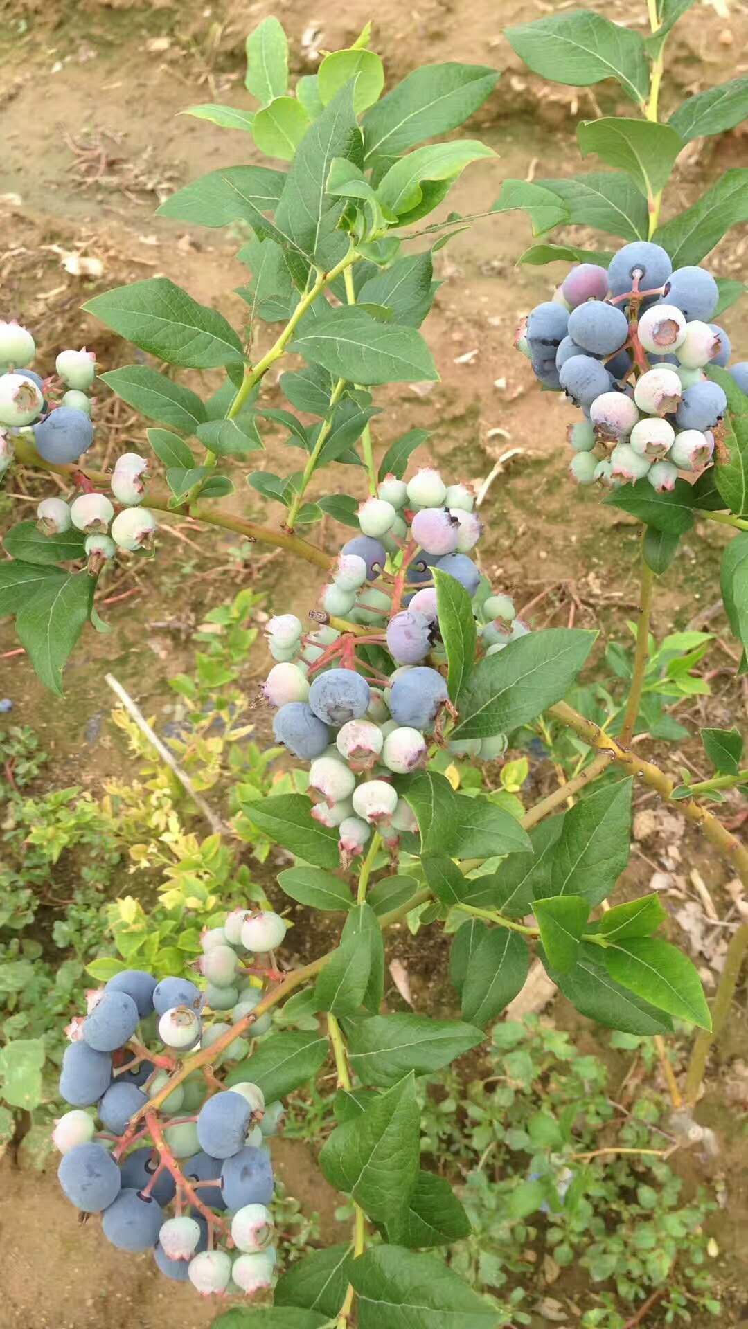 本基地出售蓝莓苗，品种齐全量大优惠，