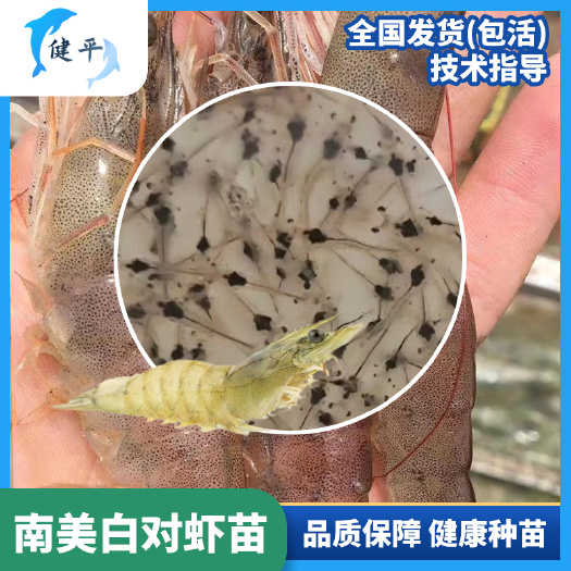 广州对虾苗 南美白对虾一代苗 高端淡化苗 技术指导