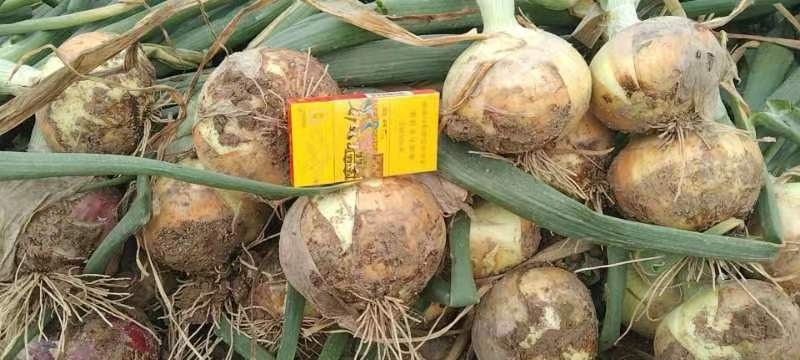丰县红黄洋葱