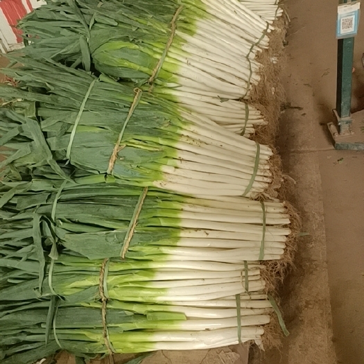 枣庄大葱