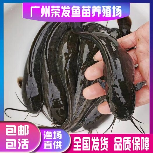 广州埃及鱼苗 埃及塘鲺鱼苗 塘虱鱼苗活体淡水养殖凶猛大型鲶鱼