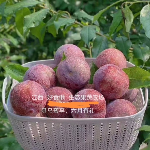 寻乌县寻乌蜜李