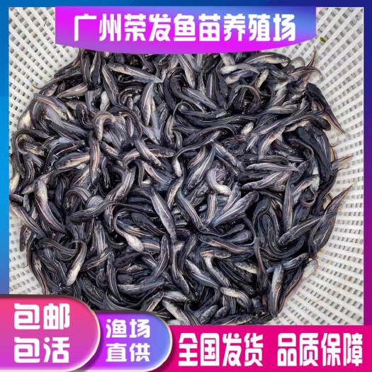 广州优质大口鲶鱼苗河鲶叉口鲶南方鲶鱼活体土鲶鱼淡水养殖易养