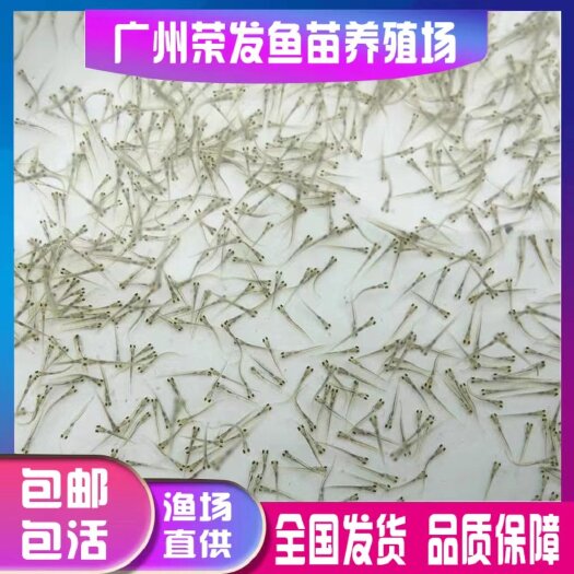 广州鲫鱼苗 鲫鱼水花加州鲈鱼水花鲤鱼水花草鱼水花花鲢白鲢水花淡水