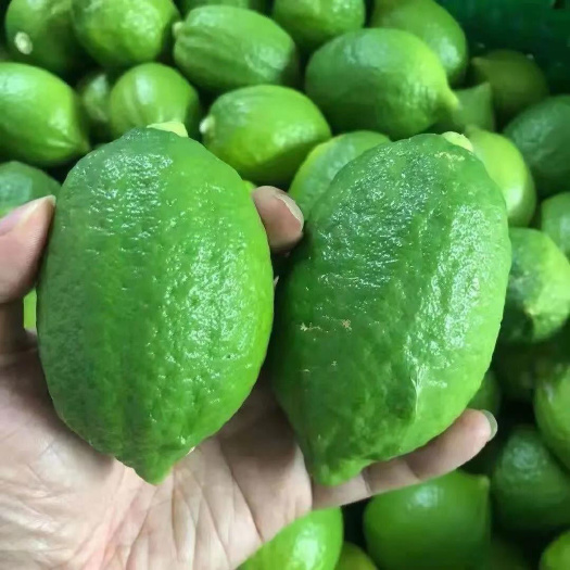 台山市无籽江门台山香水柠檬批发新鲜奶茶店专用一级当季果园直销发货快