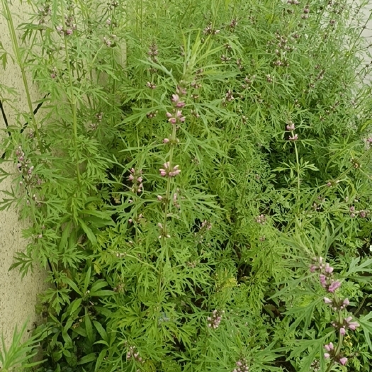 丰城市新鲜益母草