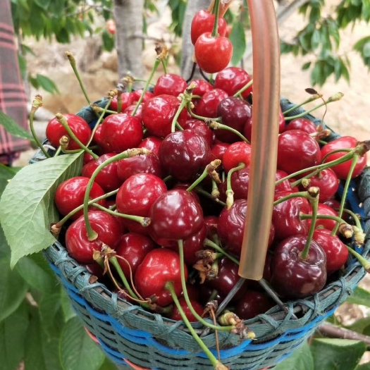 沂南县美早红灯黄蜜布鲁克斯大樱桃