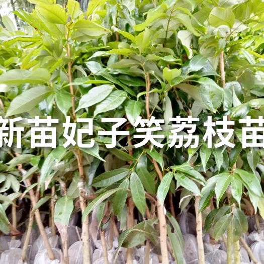 灵山县妃子笑荔枝苗  苗木非常好看  苗木粗大。有杯苗也有裸根
