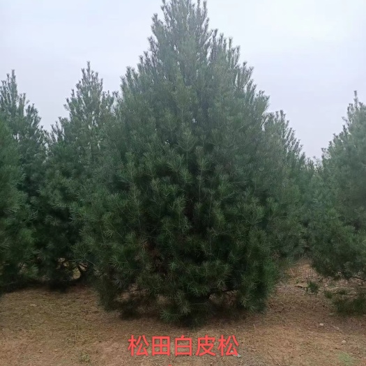 蓝田县白皮松，白皮松价格，蓝田白皮松