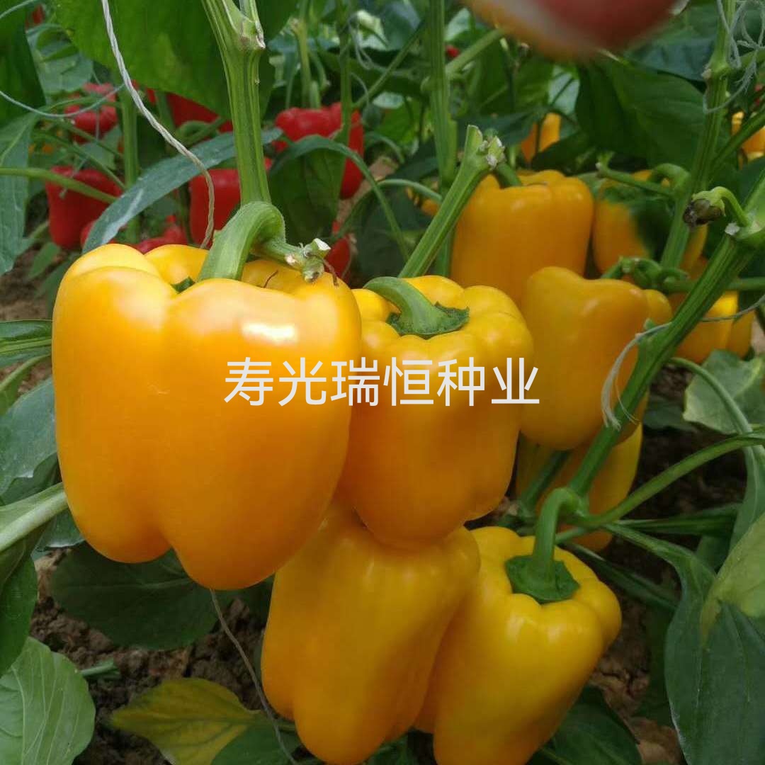 彩椒苗子，彩椒苗子，方椒苗子，五彩椒苗子