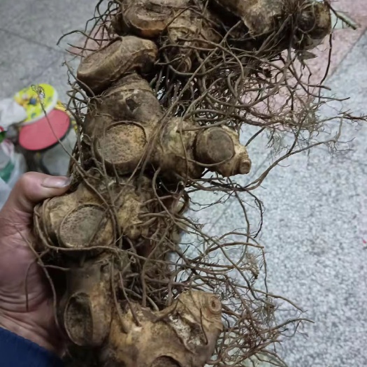 宜春滇黄精
