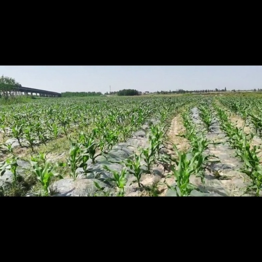 出租土地河滩地，一马平川，10万亩，租金每年每亩500元。