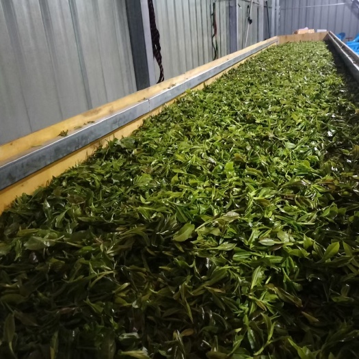 云县红茶