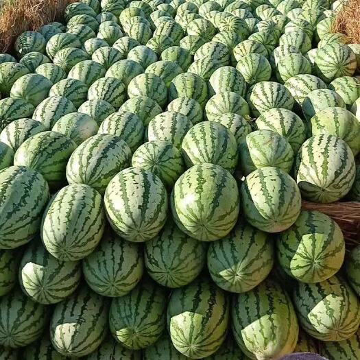 靖远县金花1号西瓜，15斤起步代发代买