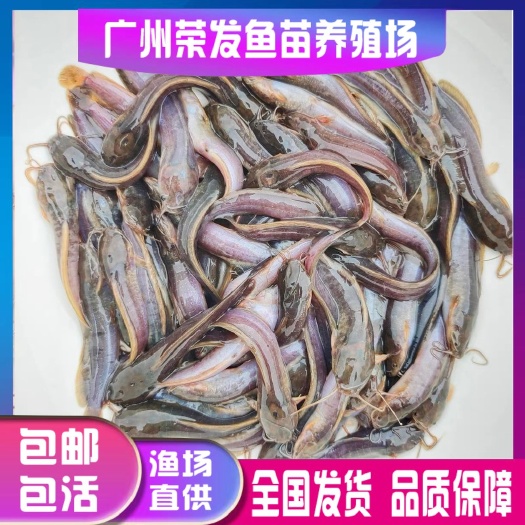 广州塘鲺苗  本地三黄塘鲺鱼苗鲶鱼苗塘角鱼苗土塘鲺鱼苗塘虱鱼苗淡