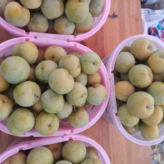 镇宁县蜂糖李