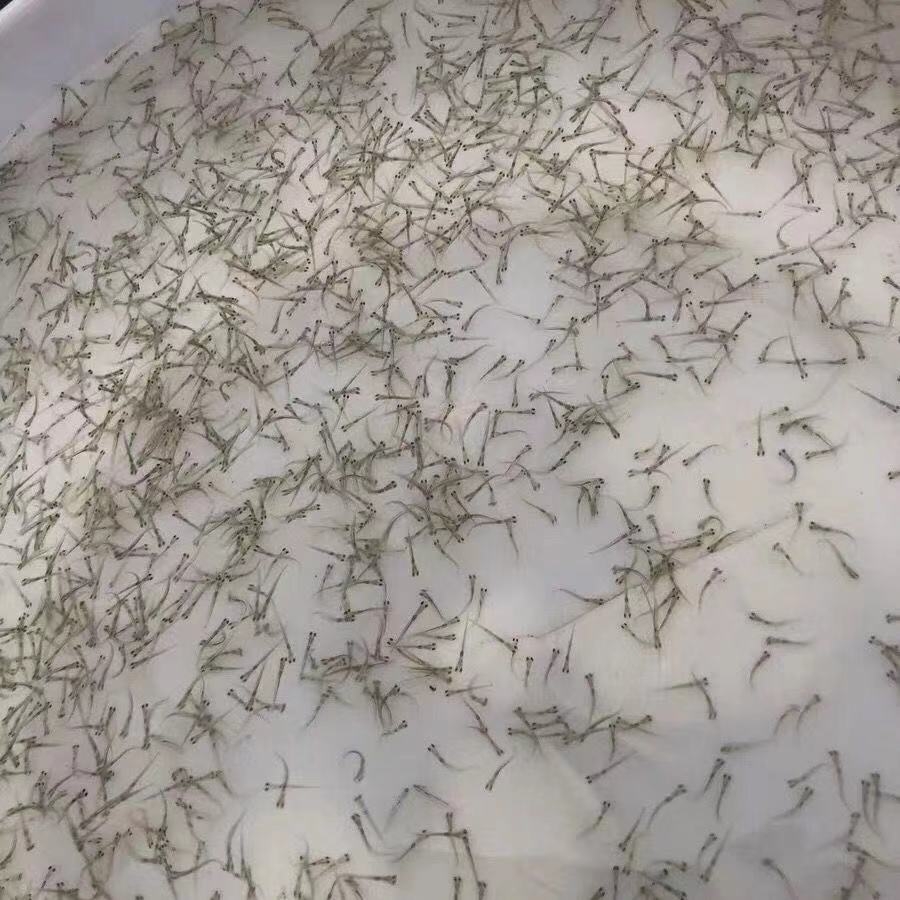 鲫鱼苗 鲫鱼水花加州鲈鱼水花鲤鱼水花草鱼水花花鲢白鲢水花淡水