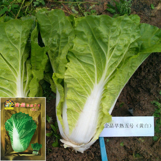 广州金品优选快菜种籽子耐抽苔四季小白菜种孑早熟5号黄白型蔬菜籽种