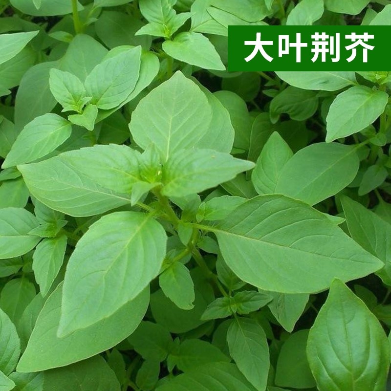 大叶荆芥种子荆芥菜种籽秧苗盆栽河南荆芥菜籽四季野菜蔬菜种子孑