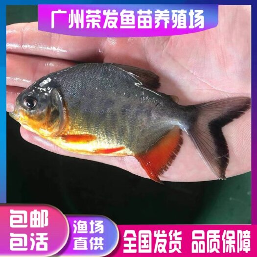 广州新品淡水鲳鱼苗活体包邮鲳鱼苗红鲳鱼苗白鲳鱼苗鲳鱼苗可观赏