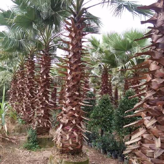 漳州老人葵【华棕】漳州棕榈树种植基地苗农一手货源充足低价批发直销