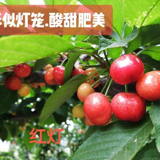 烟台烟台福山大樱桃