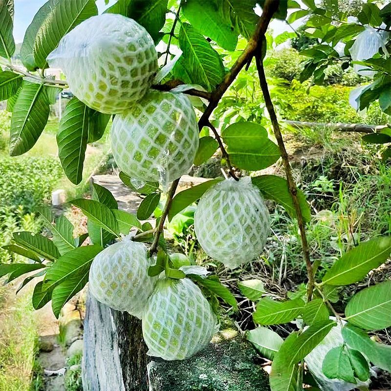 番石榴芭乐套袋防虫鸟内外一体透气专用网袋水果保护泡沫网套