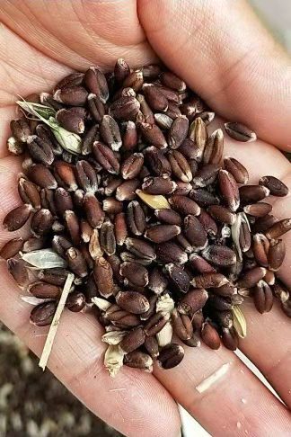 昌黎县富硒黑小麦麦仁米