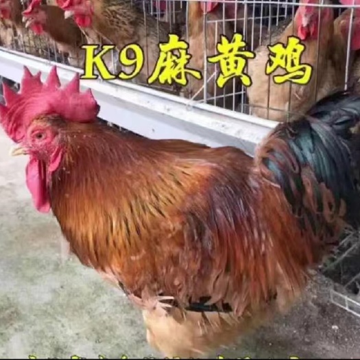 南宁K9鸡苗  鸡苗K九出壳苗   质量保证包打疫苗包邮  孵化