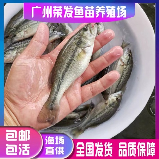 广州鲈鱼苗淡水优鲈鱼苗加州鲈鱼苗包邮已驯化吃料大口黑鲈路亚鱼苗