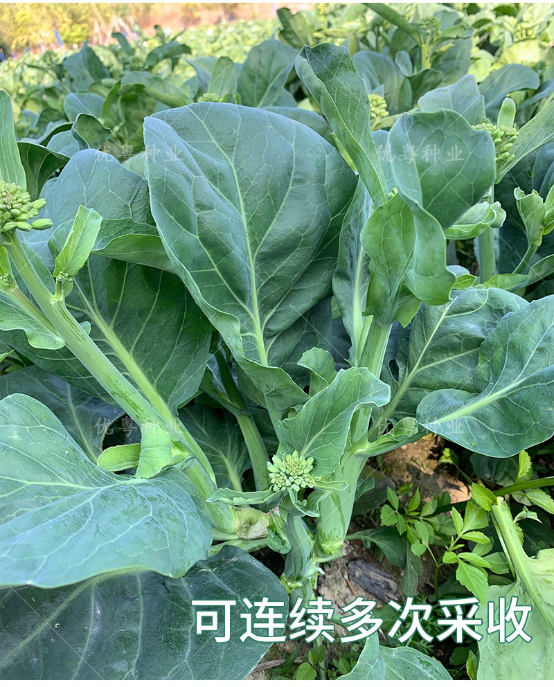 广州蔡兴利迟花尖叶芥兰菜种籽12号粗苔甜芥蓝菜籽种大田蔬菜种孑种