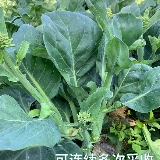 广州蔡兴利迟花尖叶芥兰菜种籽12号粗苔甜芥蓝菜籽种大田蔬菜种孑种