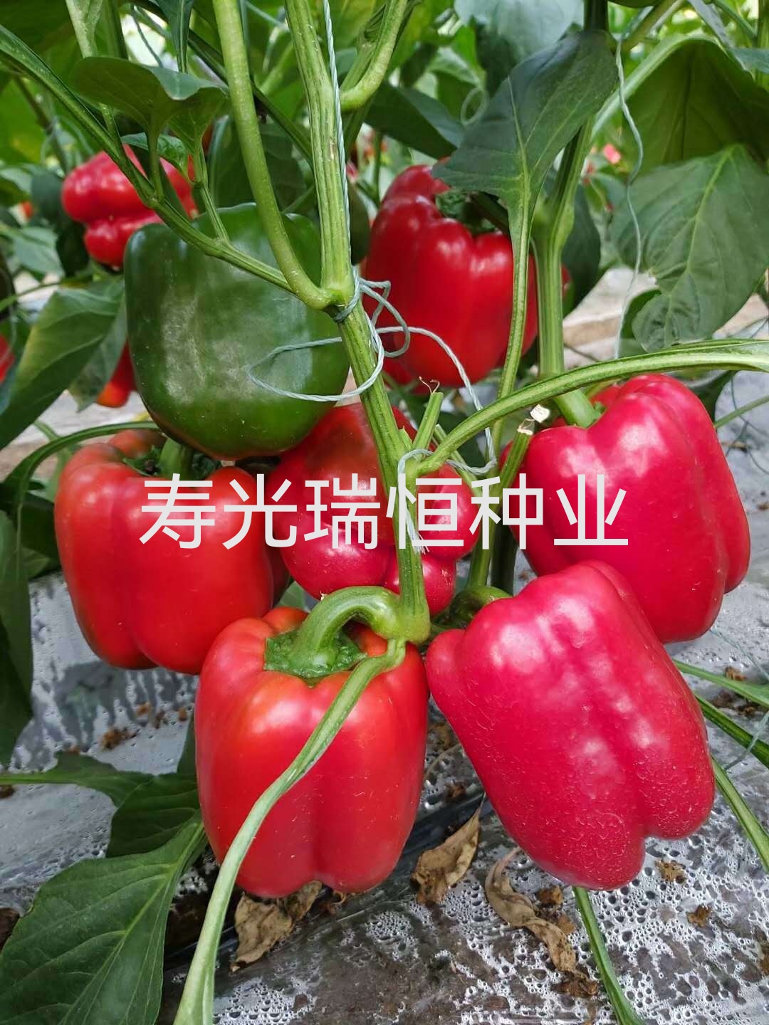 彩椒苗子，彩椒苗子，方椒苗子，五彩椒苗子