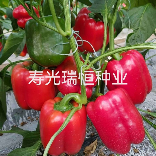 寿光市彩椒苗子，彩椒苗子，方椒苗子，五彩椒苗子
