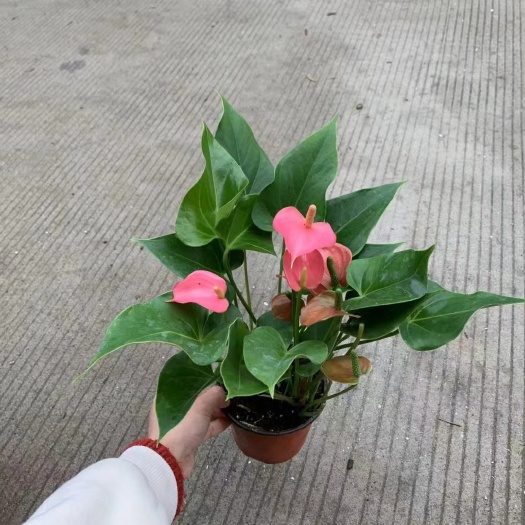 粉西施红掌120盆24装
