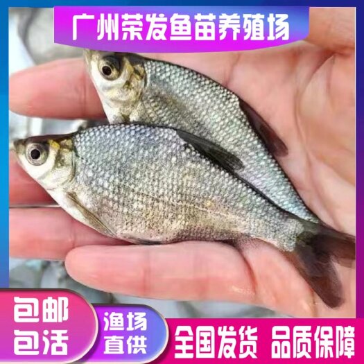 广州淡水鳊鱼苗武昌鱼苗三角鲂鱼团头鲂三角边活体沙边鱼养殖冷水