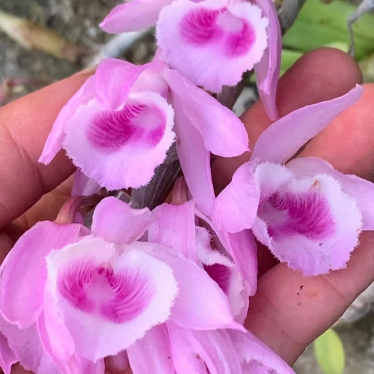 沧源县高颜值红花檀香杂贝壳石斛（檀贝石斛）网红盆栽有香味很好闻