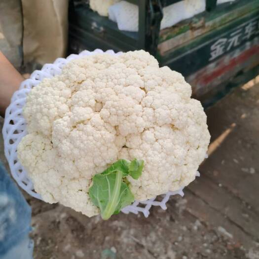 泾阳县陕西精品松花