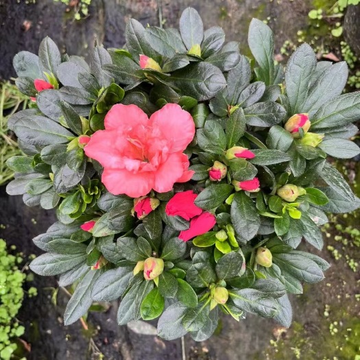 漳州西洋杜鹃漳州杜鹃花种植基地毛杜鹃苗农一手货源充足低价直销批发
