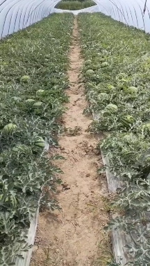 8424美都西瓜，个头大，甜度高，品质好