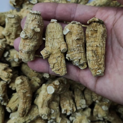 广州加种软支西洋参软支花旗粒头3-5-7-10克粒头