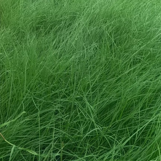 青州市粉黛乱子草 网红花海 粉色花海 撒种苗 芽子多质量好