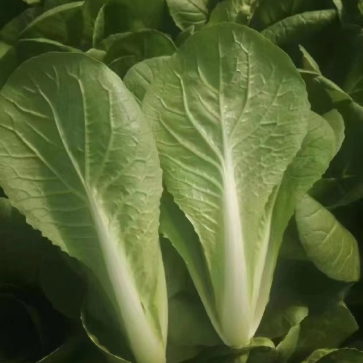 曹县奶白菜，行不行您说的算
