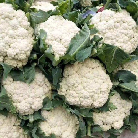 东台市花菜大量供应