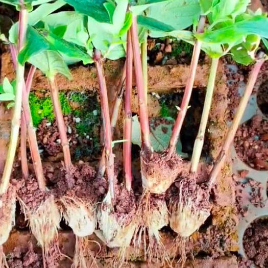 昆明云南昆明斗南花卉基地相思豆火龙珠小苗红果绿果色盆栽花苗
