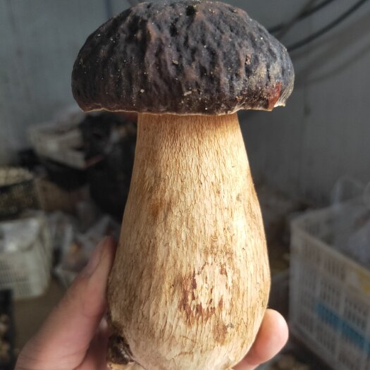 冕宁县美味牛肝菌